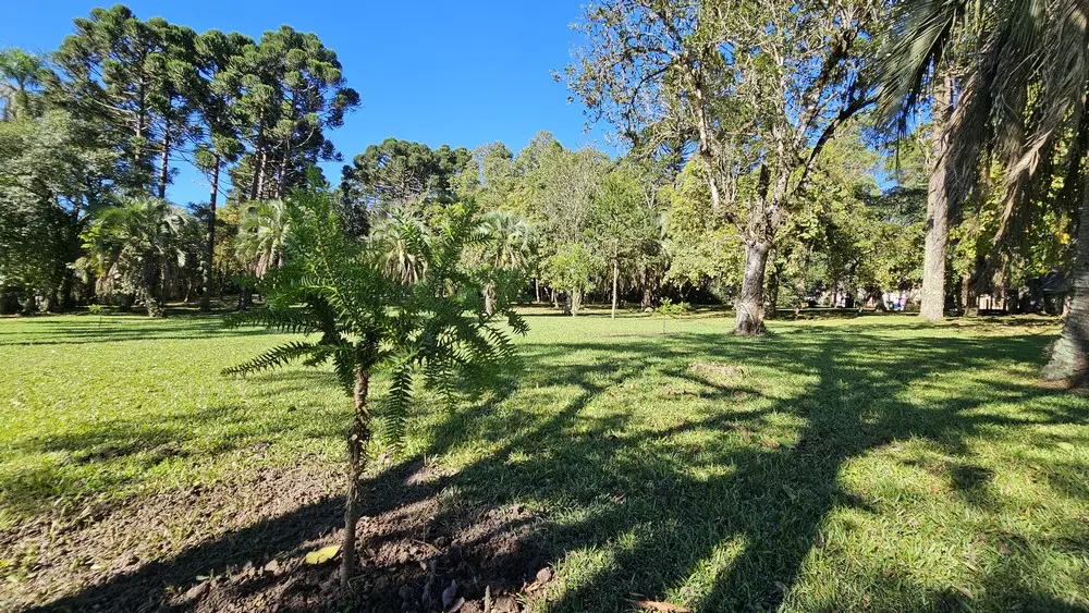 Enxertia de Araucária será tema de treinamento gratuito na Prefeitura de Rio Negro